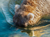 Katmai National Park