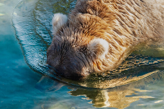 Katmai National Park
