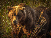 Katmai National Park