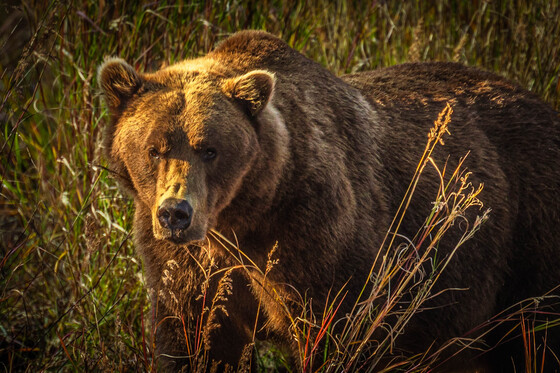 Katmai National Park