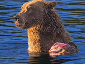 Katmai National Park