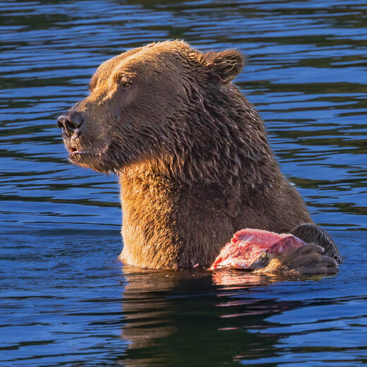 Katmai National Park