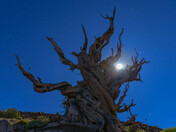 Ancient Bristlecone National Forest