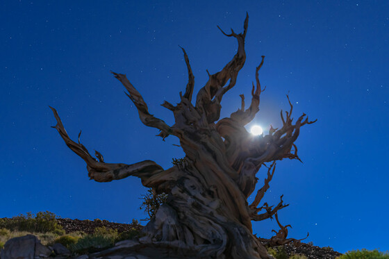 Ancient Bristlecone National Forest
