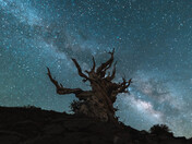 Ancient Bristlecone National Forest