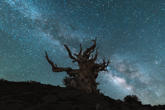 Ancient Bristlecone National Forest