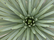 Joshua Tree National Park