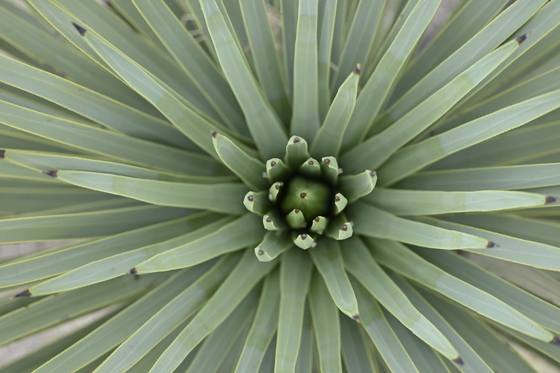 Joshua Tree National Park