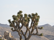 Joshua Tree National Park