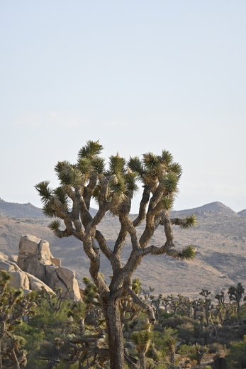Joshua Tree National Park
