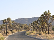 Joshua Tree National Park