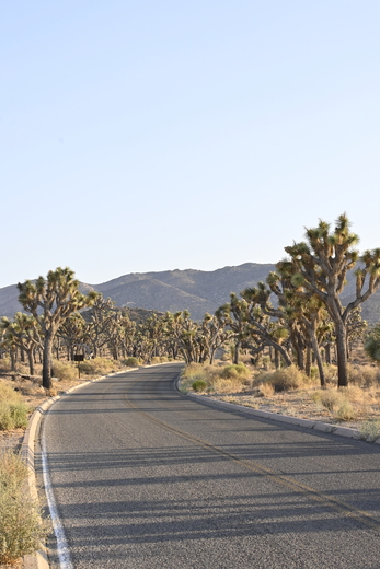 Joshua Tree National Park