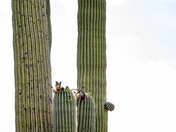 Saguaro National Park