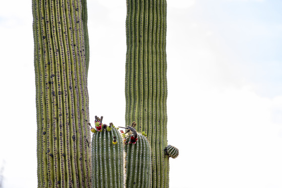 Saguaro National Park
