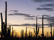 Saguaro National Park