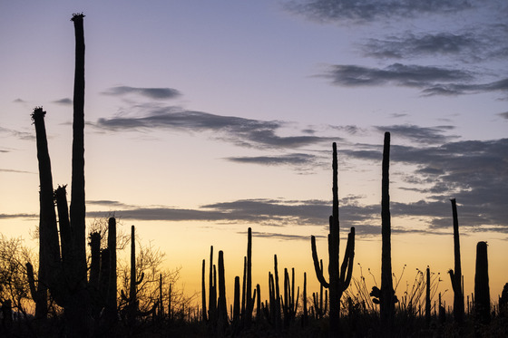 Saguaro National Park