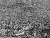 Saguaro National Park