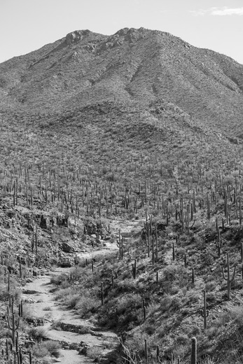 Saguaro National Park