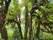 Olympic National Park