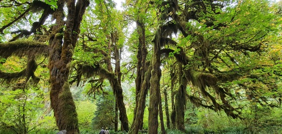 Olympic National Park