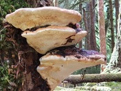 Olympic National Park