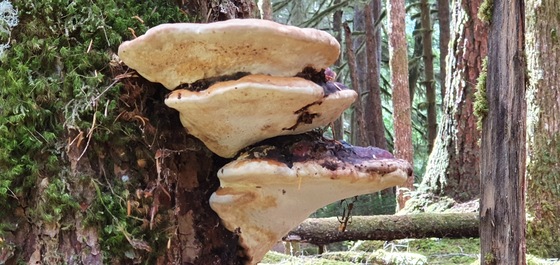 Olympic National Park