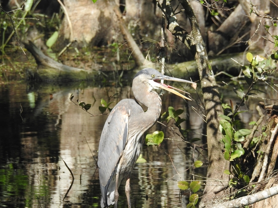 Big Cypress National Preserve