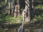 Big Cypress National Preserve