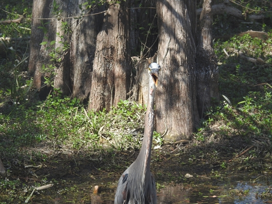 Big Cypress National Preserve