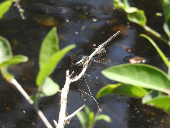 Big Cypress National Preserve