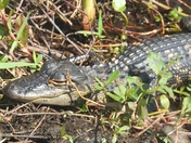 Everglades National Park