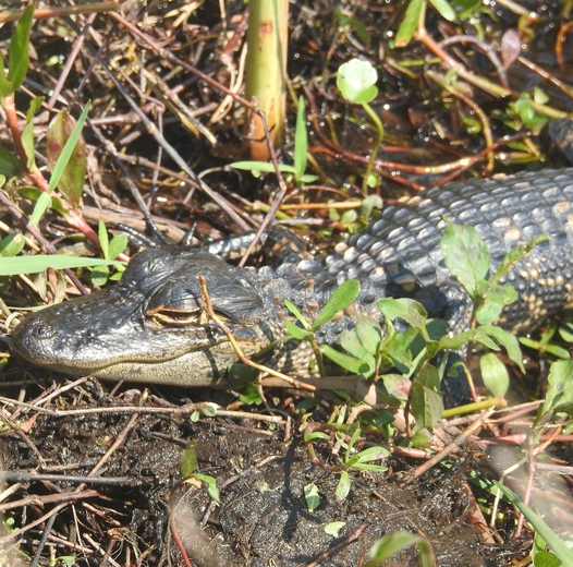 Everglades National Park