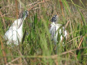 Everglades National Park