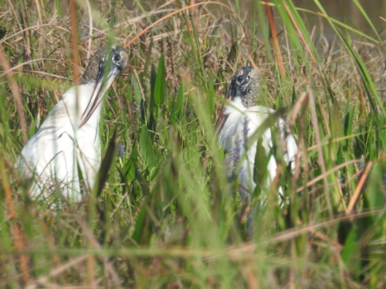 Everglades National Park
