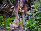 Big Cypress National Preserve