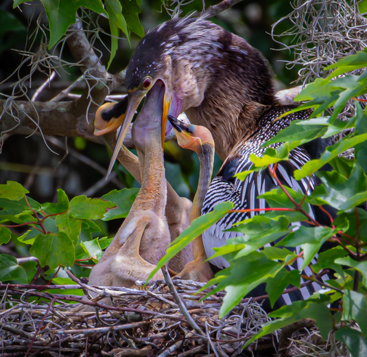 Big Cypress National Preserve