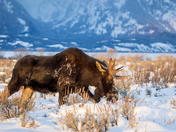 Grand Teton National Park