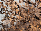 Bosque Del Apache
