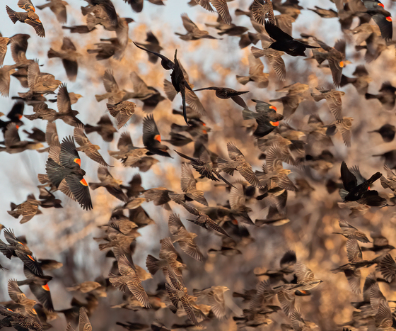 Bosque Del Apache