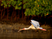 Everglades National Park