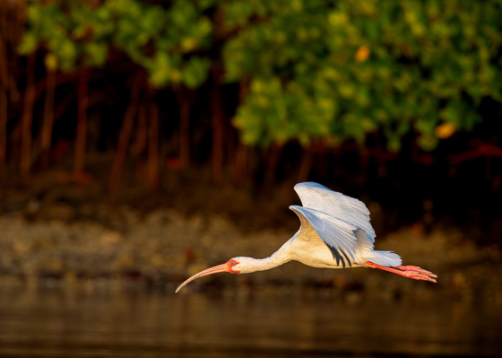 Everglades National Park