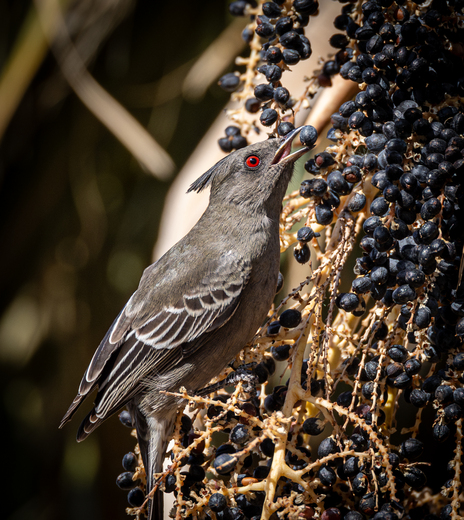 Sonny Bono Salton Sea NWR
