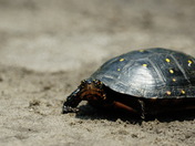 Pungo unit