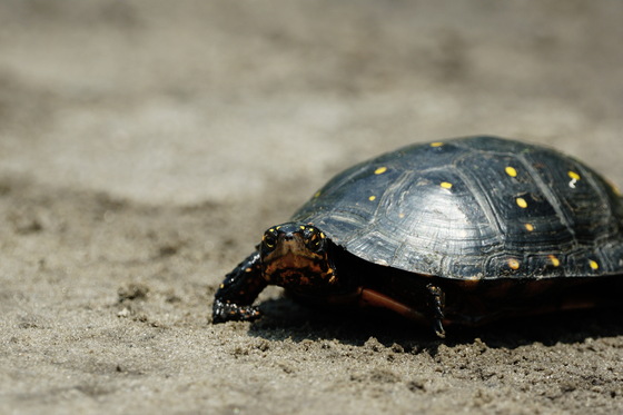 Pungo unit
