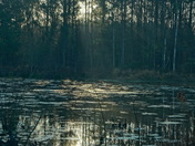 Pee Dee National Wildlife refuge
