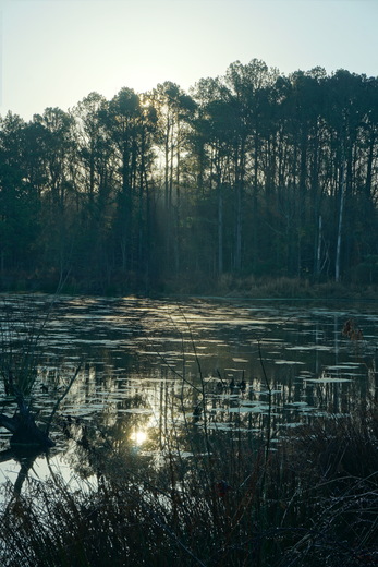 Pee Dee National Wildlife refuge