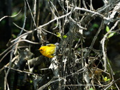 Pungo Unit