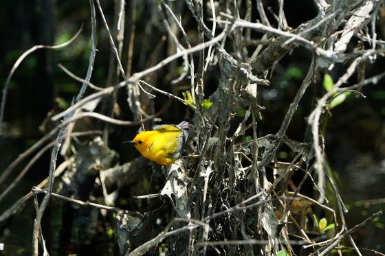 Pungo Unit