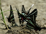 Pungo Unit
