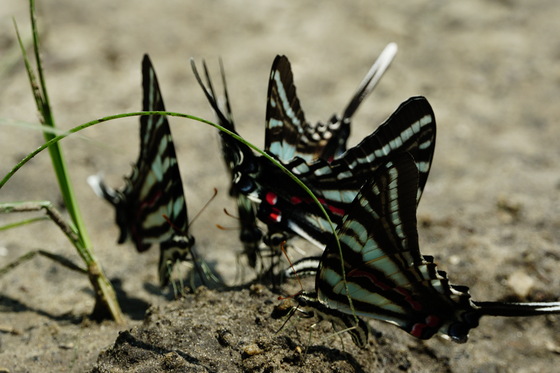 Pungo Unit